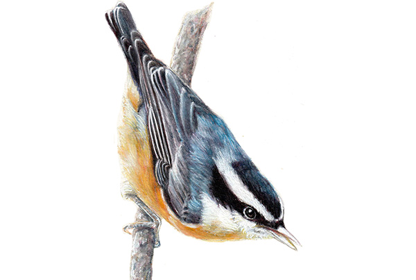 Red-breasted Nuthatch