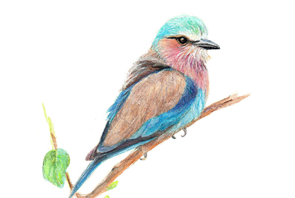 Lilac-breasted Roller