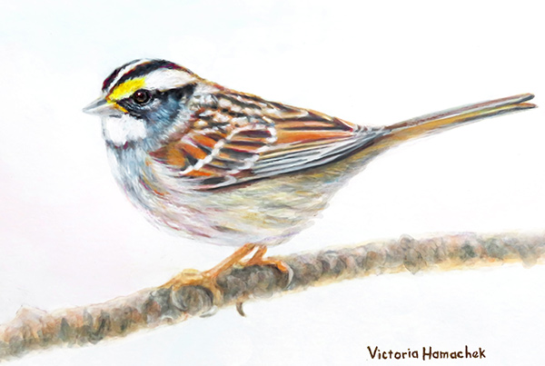 White-throated Sparrow