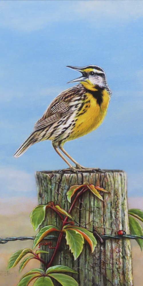 Joy Comes In The Morning